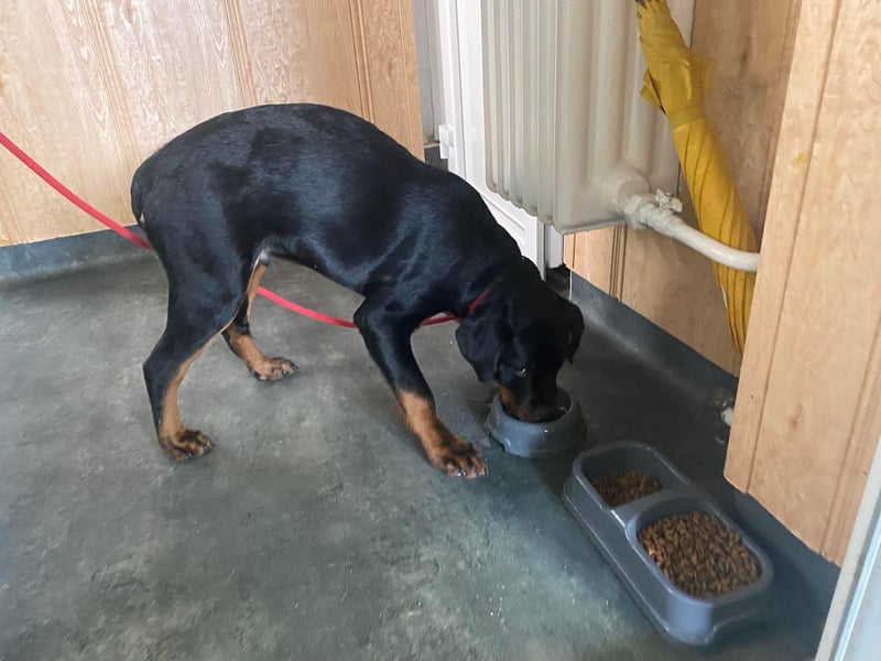 Axel, sucht eine aktive Familie….
