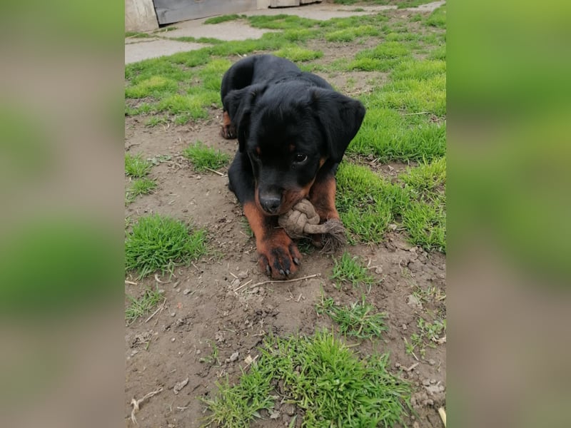 Axel, sucht eine aktive Familie….