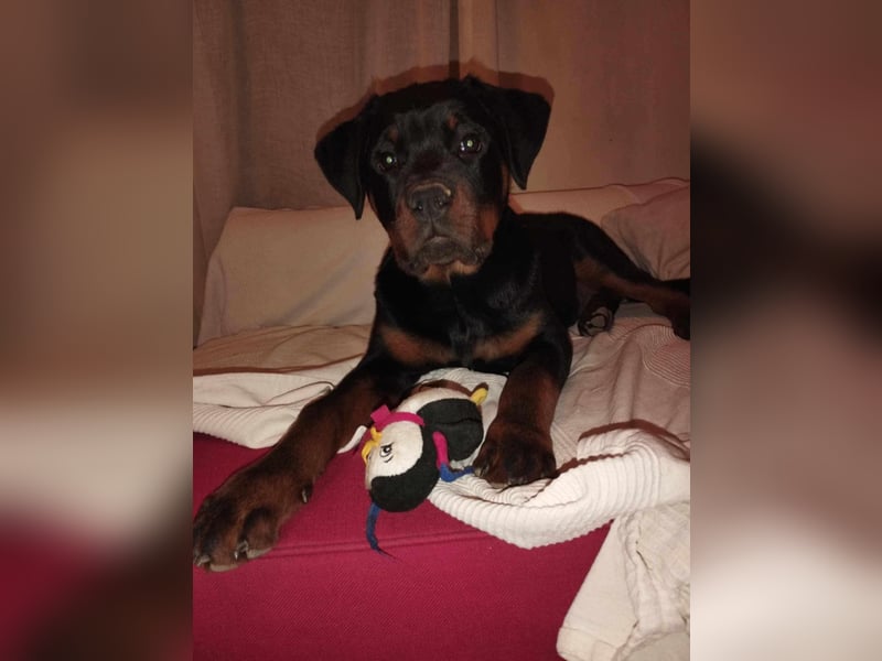 Axel, sucht eine aktive Familie….