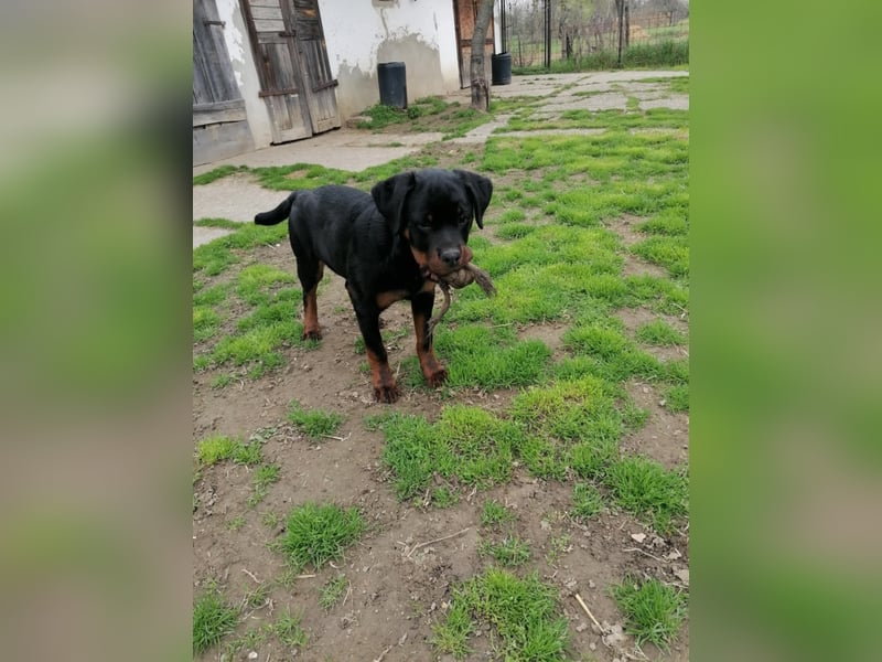 Axel, sucht eine aktive Familie….