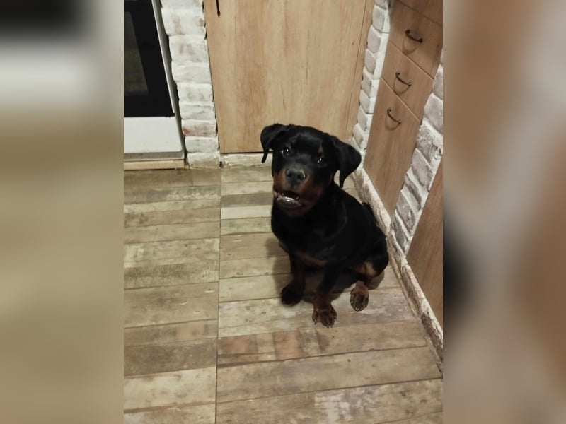 Axel, sucht eine aktive Familie….