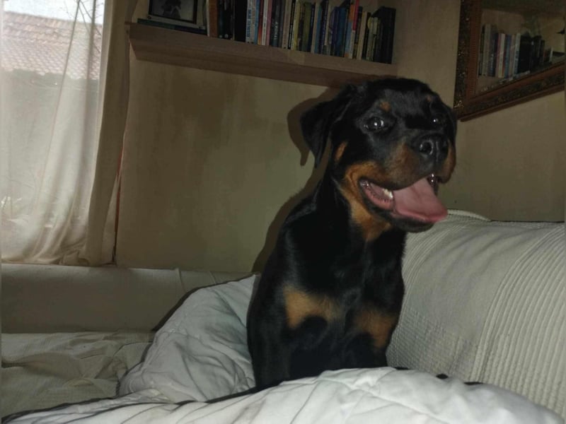 Axel, sucht eine aktive Familie….