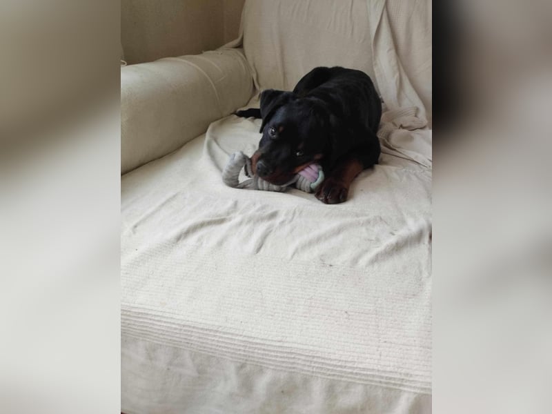 Axel, sucht eine aktive Familie….