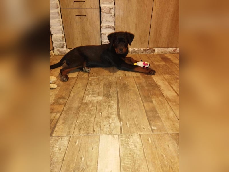 Axel, sucht eine aktive Familie….