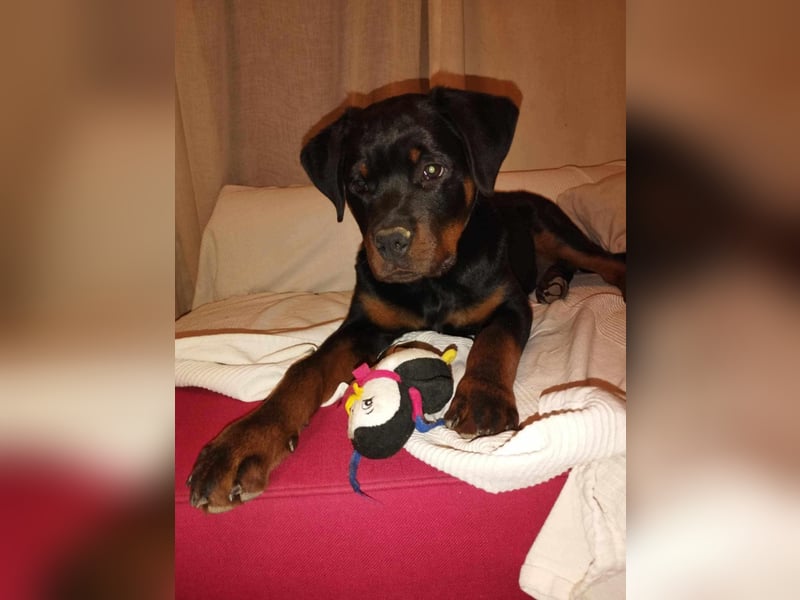 Axel, sucht eine aktive Familie….