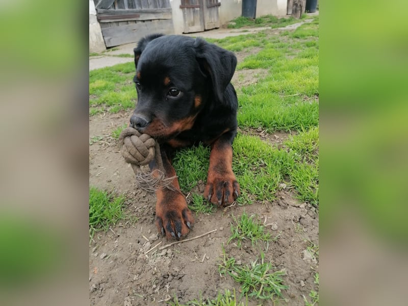 Axel, sucht eine aktive Familie….