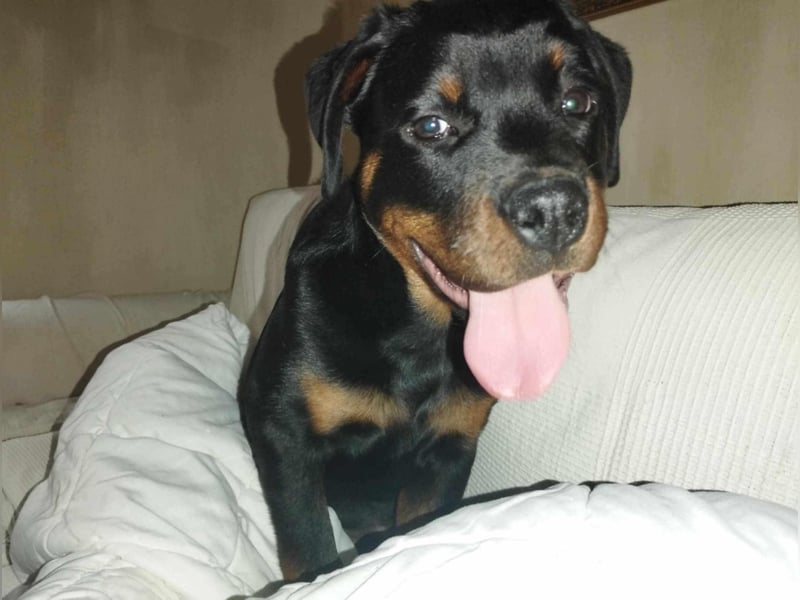 Axel, sucht eine aktive Familie….