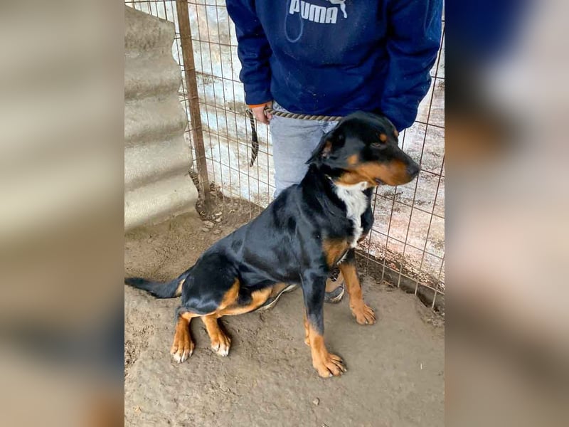 Zeusz LM - Treuer Rotti sucht Zuhause