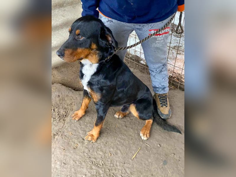 Zeusz LM - Treuer Rotti sucht Zuhause