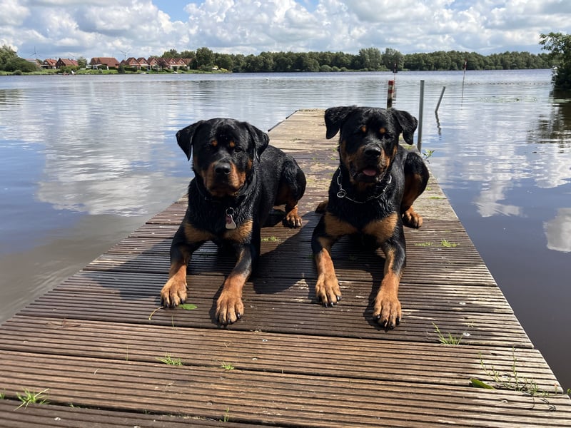 Rottweiler Brüde