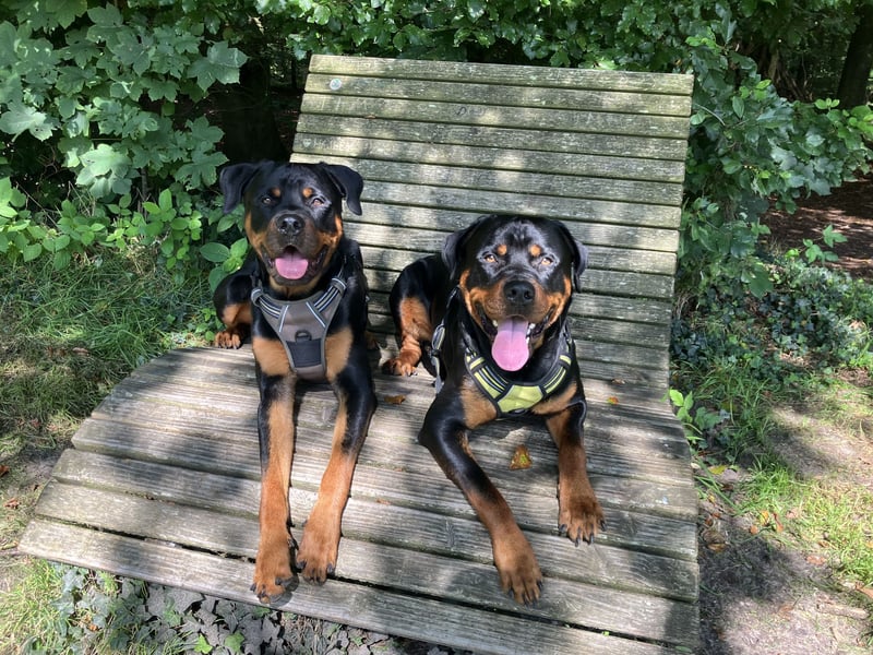 Rottweiler Brüde