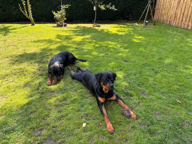 Rottweiler Brüde