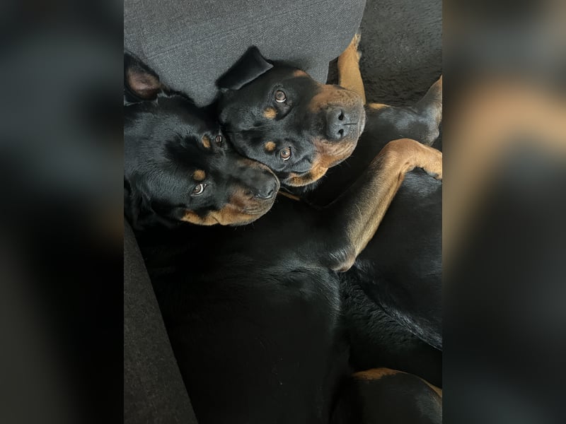 Rottweiler Brüde