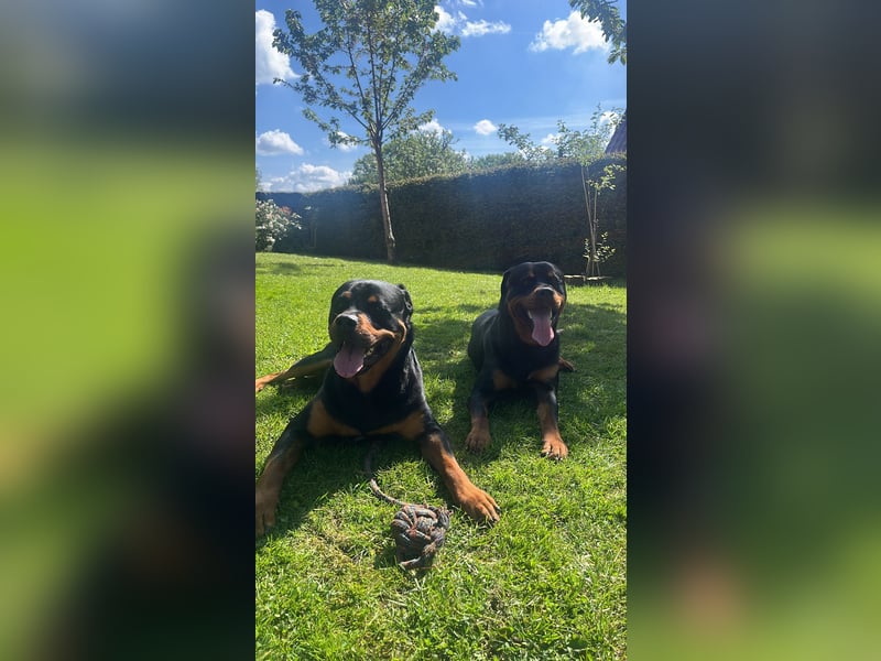 Rottweiler Brüde
