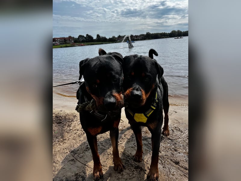 Rottweiler Brüde