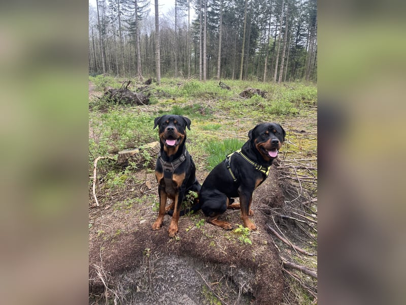Rottweiler Brüde