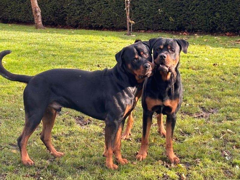 Rottweiler Brüde