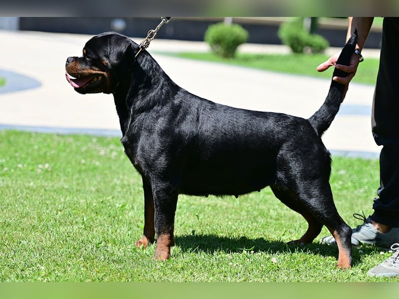 Rottweiler Wurfankündigung FCI Timit-Tor Blutlinie