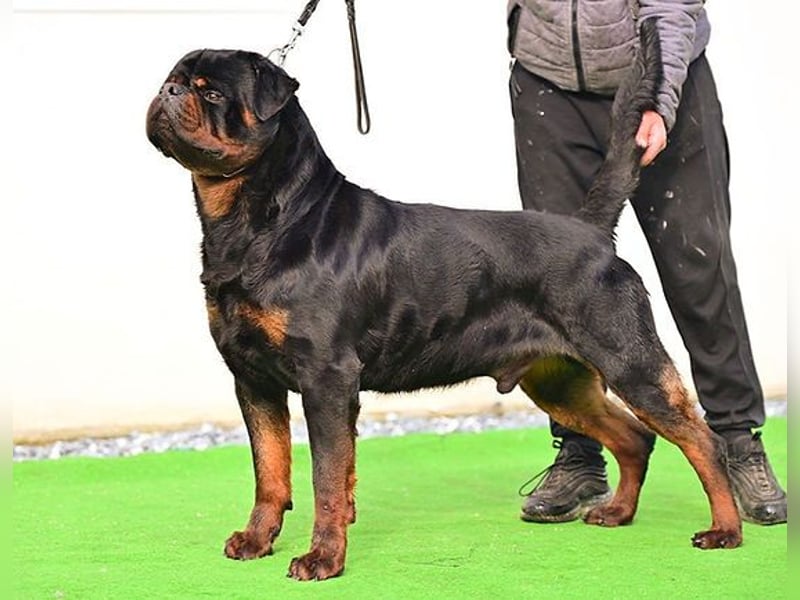 Rottweiler Wurfankündigung FCI Timit-Tor Blutlinie