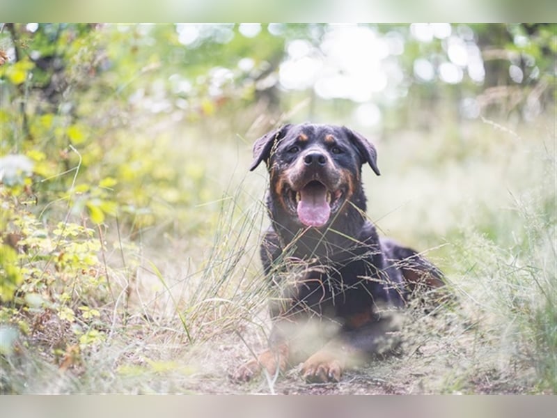 Blacky, Rottweiler, geb. 2015, sucht hundeerfahrene Besitzer mit Grundstück