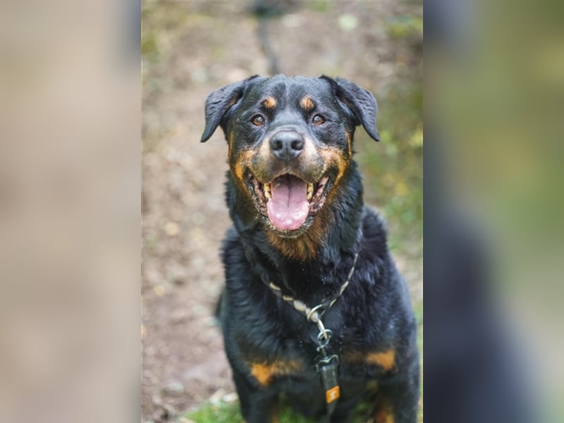 Blacky, Rottweiler, geb. 2015, sucht hundeerfahrene Besitzer mit Grundstück