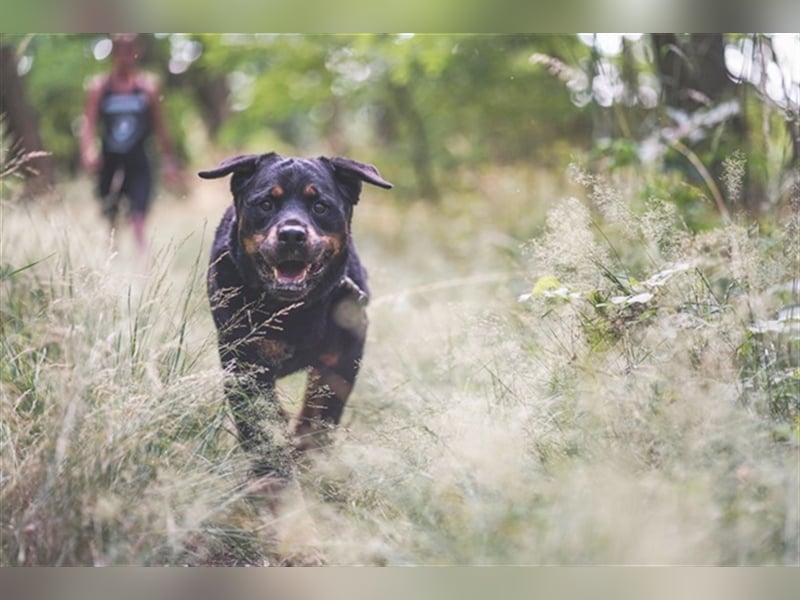 Blacky, Rottweiler, geb. 2015, sucht hundeerfahrene Besitzer mit Grundstück