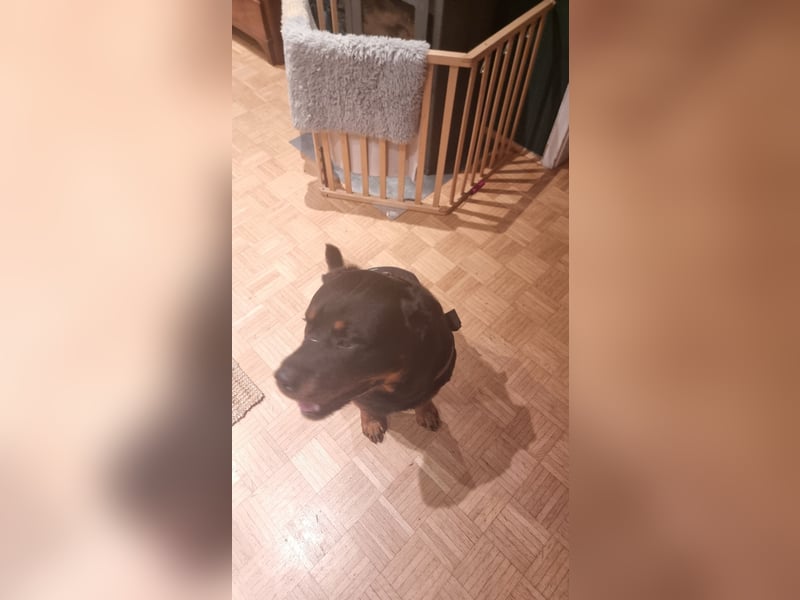 Rottweiler