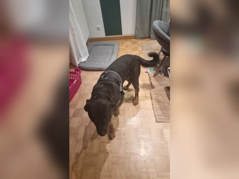 Rottweiler