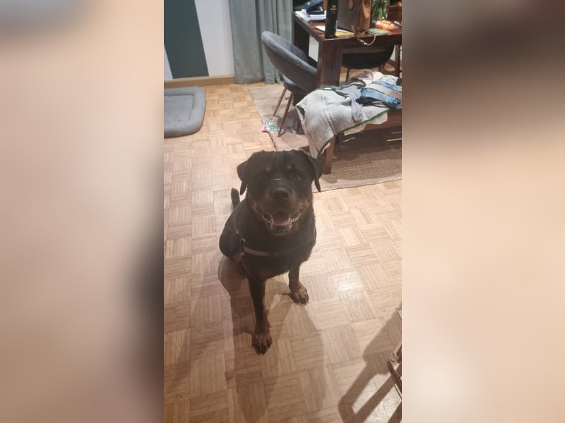 Rottweiler