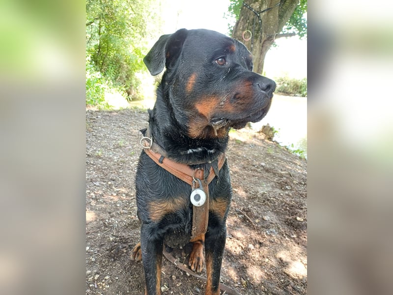 Chappi Rottweiler mix