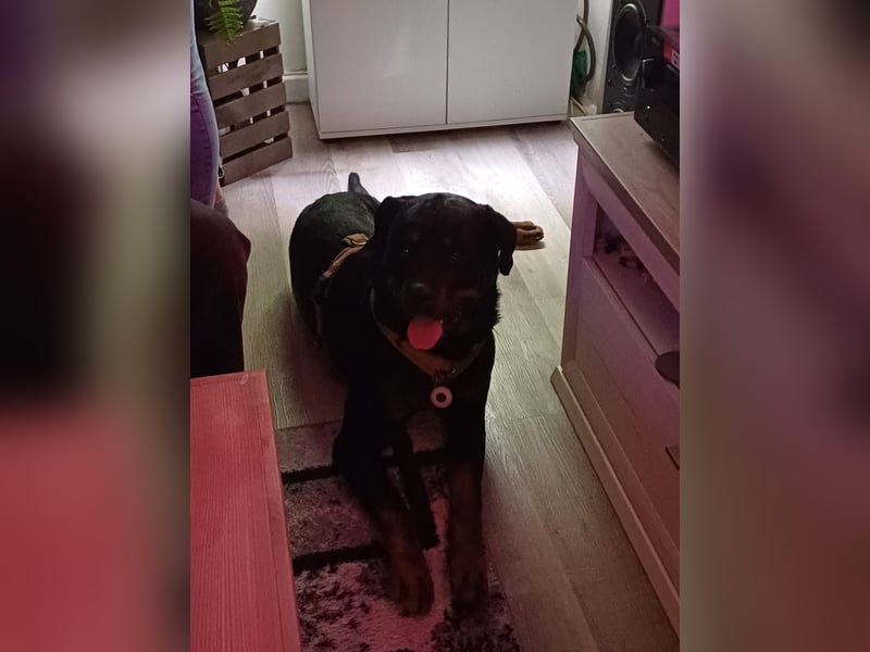 Chappi Rottweiler mix