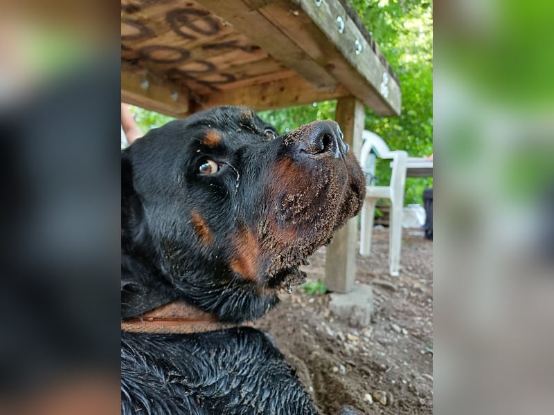 Chappi Rottweiler mix