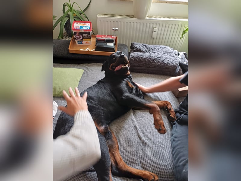 Chappi Rottweiler mix