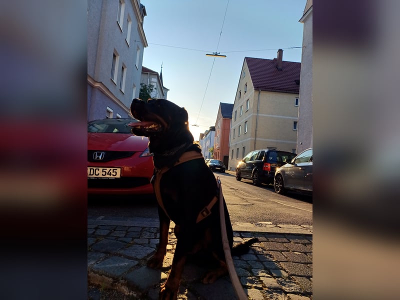 Chappi Rottweiler mix