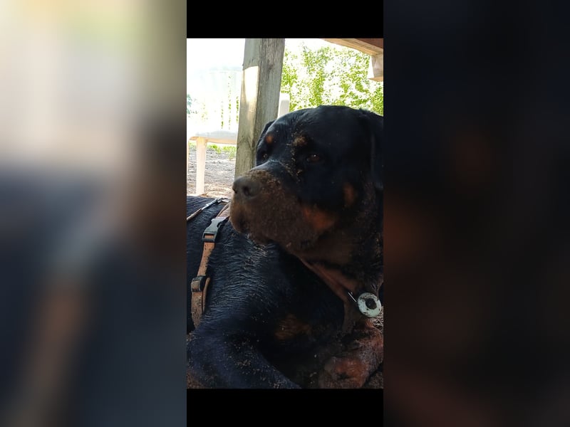 Chappi Rottweiler mix