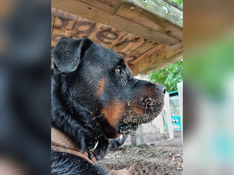 Chappi Rottweiler mix