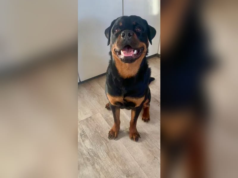 Rottweiler Welpen 9 Monate