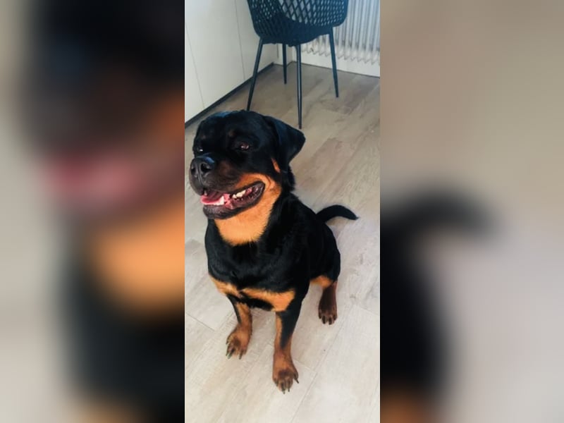 Rottweiler Welpen 9 Monate
