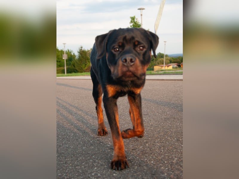 Rottweiler sucht dringend zuhause
