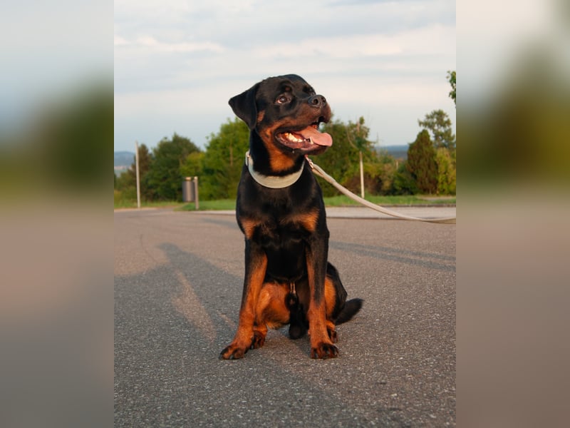 Rottweiler sucht dringend zuhause