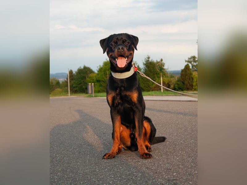 Rottweiler sucht dringend zuhause