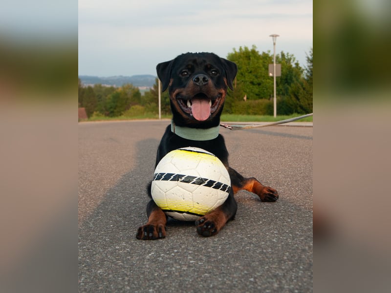 Rottweiler sucht dringend zuhause