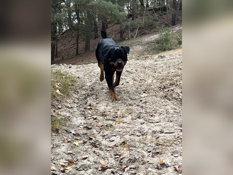 Rottweiler Deckrüde