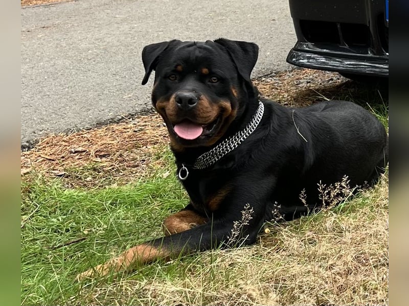 Rottweiler Deckrüde