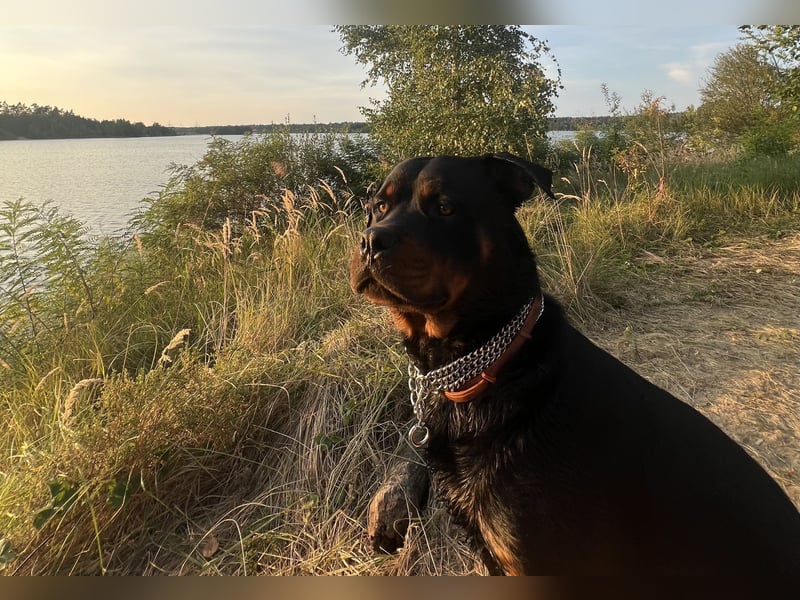 Rottweiler Deckrüde