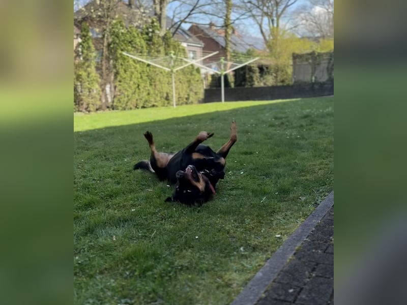 Rottweiler