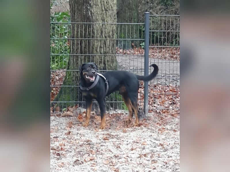 Neyko ein Verschmuster Rottweiler