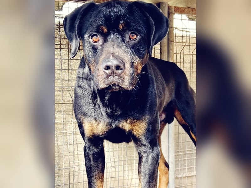 Neyko ein Verschmuster Rottweiler