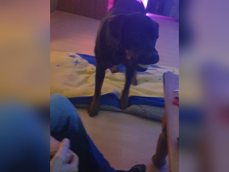 Neyko ein Verschmuster Rottweiler