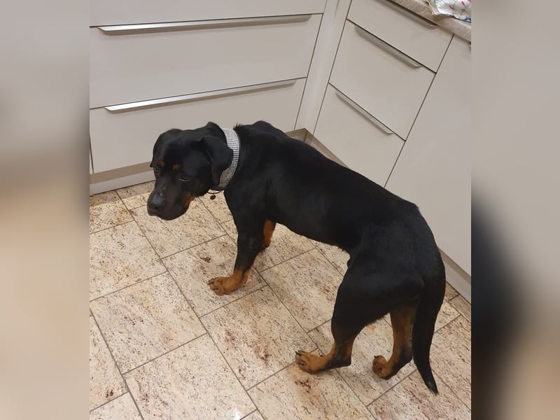 Neyko ein Verschmuster Rottweiler